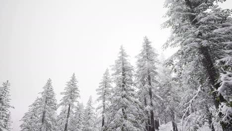 Schneebedeckte-Baumlandschaft-Aus-Der-Luft